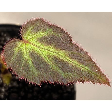Begonia sp. from Sumatera Utara [HW0816-01]