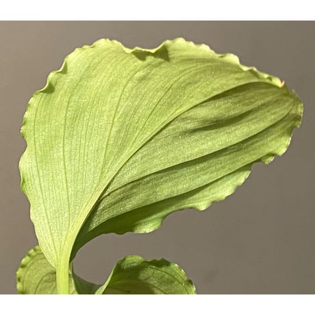Homalomena sp. "Green" from Bogor