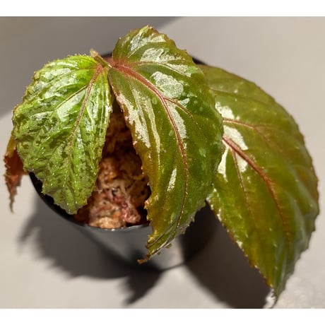 Begonia sp. from Sarawak