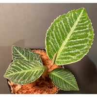 Ardisia sp. from Raub Pahang
