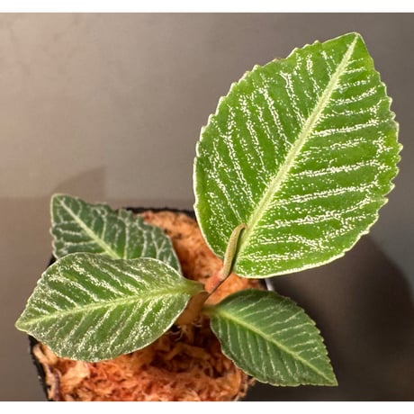 Ardisia sp. from Raub Pahang