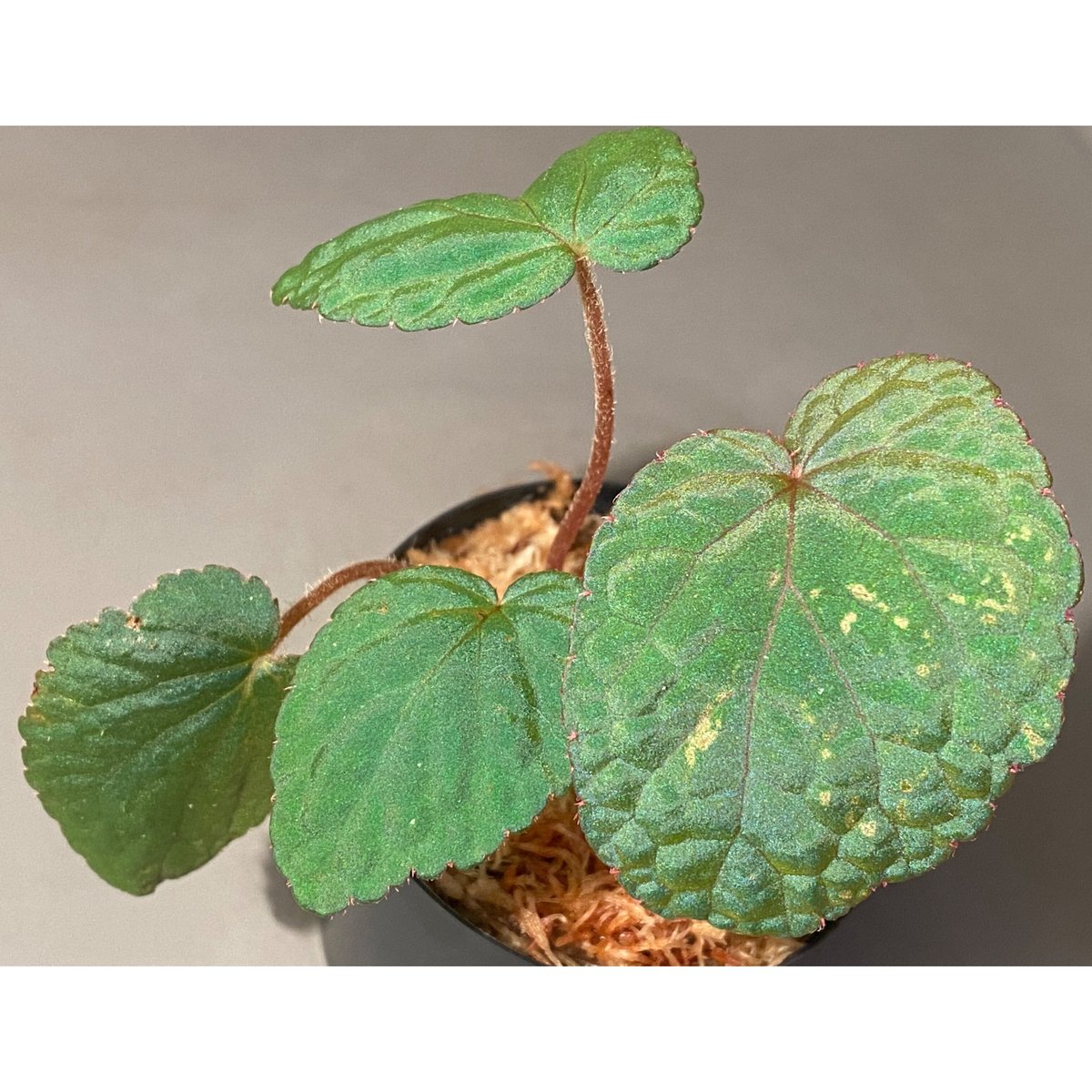 Know Your Begonias ベゴニア Know Your Begonias ベゴニア Begonia 'Knowing' – Steve's Leaves