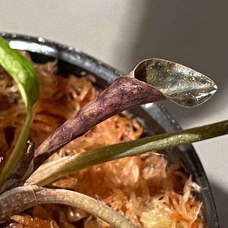 Cryptocoryne nurii "Lga-9" Pulau Lingga [HW0622-14]