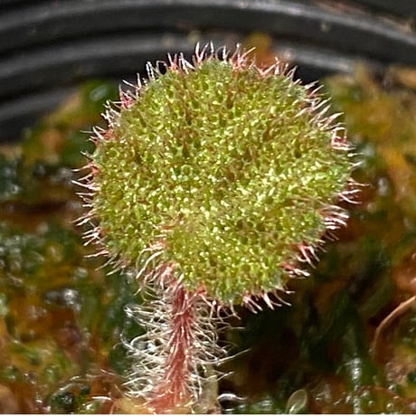 Begonia ningmingensis var. bella