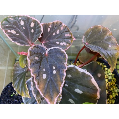 Begonia sp.
