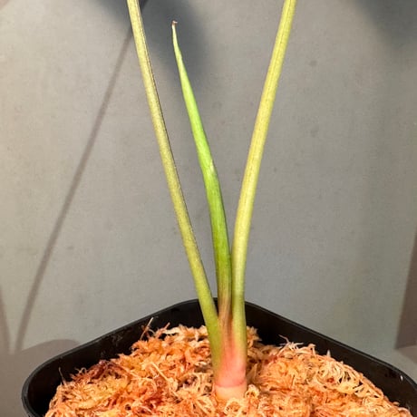 Hottarum sp. 'Entikong' Sanggau [カミハタ]