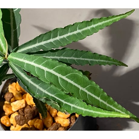 Ardisia sp. from North Sanggau