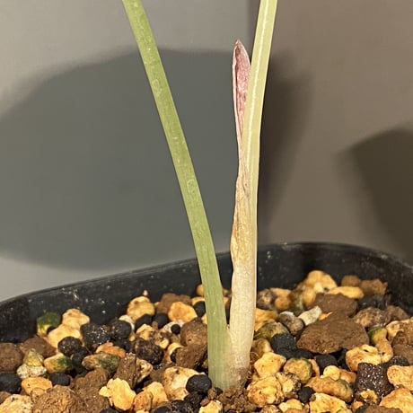 Alocasia azlanii