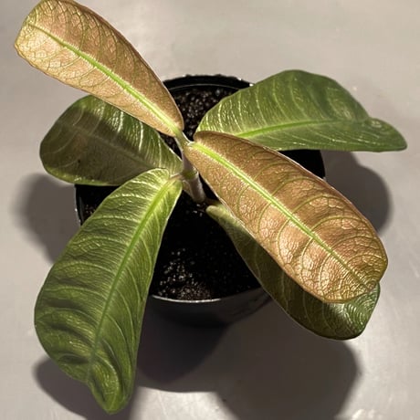 Ophiorrhiza sp. from Sanggau