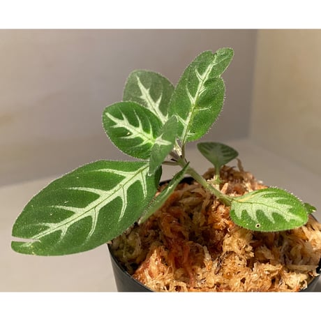 Gymnostachyum sp. from Sumatera barat [LA0414-01]