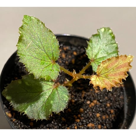 Begonia beccarii from Bau Sarawak