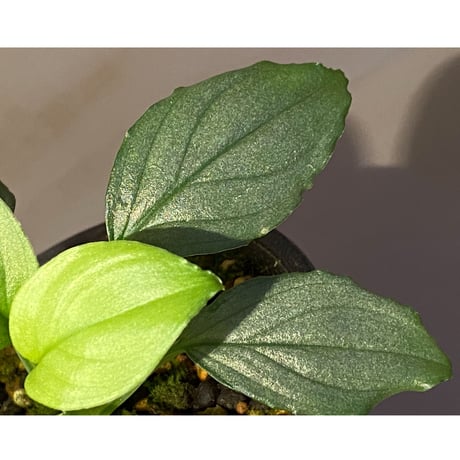 Homalomena sp. "Silver Bullet Green" from P.Linga [AZ1017-1]