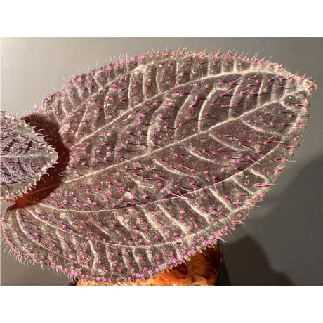 Sonerila sp. from Landak West Kalimantan