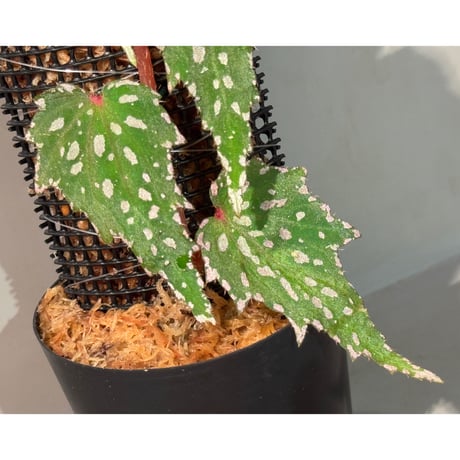 Begonia sp. from Luzon Aurora Philippines 標高500m付近　[KSB]