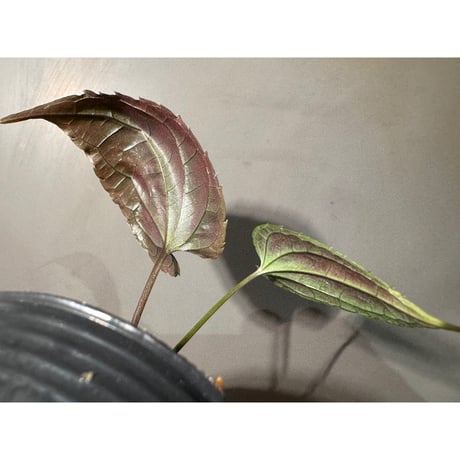 Cissus sp. "Padang" Sumatra barat [TB]
