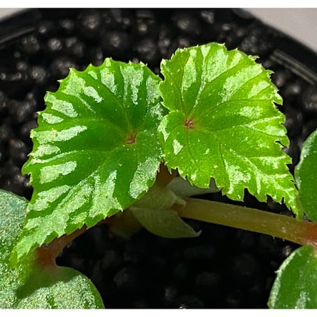 Begonia sp. from Keningau [TK190217]