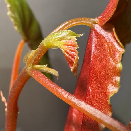 Begonia sp. from Kapuas hulu ①