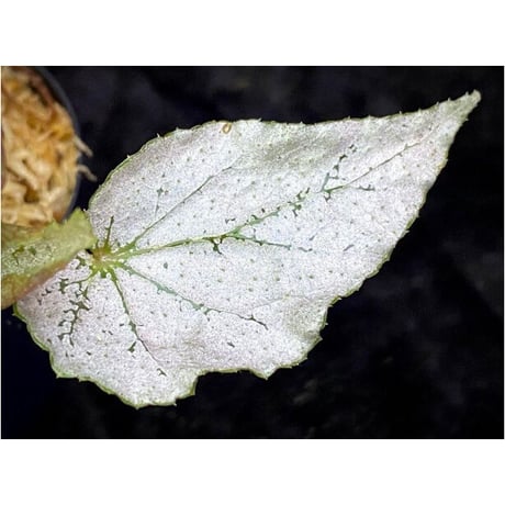 Begonia formosana from Taiwan