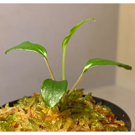 Homalomena vittifolia from Sulawesi [LA0811-00]