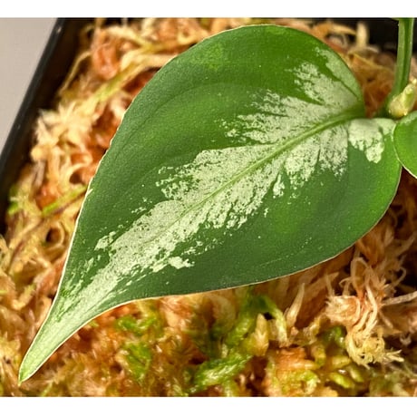 Aglaonema pictum “Purple Rain” BNN from Sibolga timur  ［AZ0516-2e］