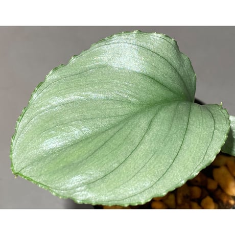 Homalomena sp. "Green" from Bogor