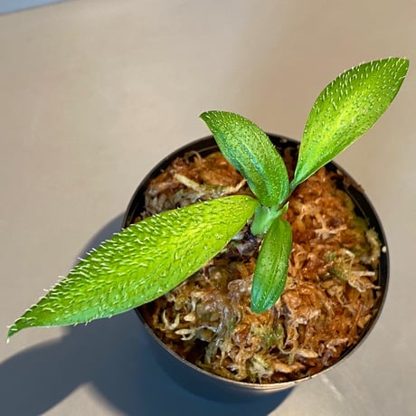 Homalomena hasei "狐尾" from Aceh sumatera [LA0616-04]