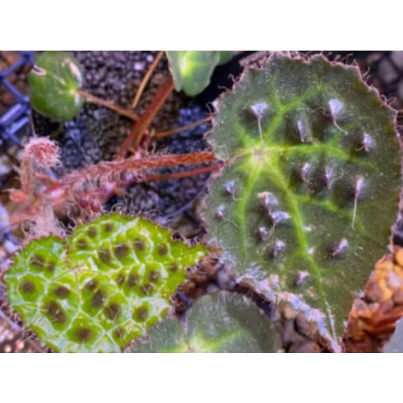 Begonia cf. ferox from Cao Bang [YH040519BK] TK