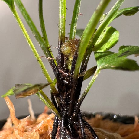Blechnum obtusatum var. obtusatum from New Caledonia (固有種)