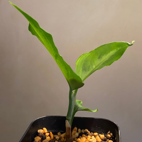 Aglaonema pictum tricolor "type Eureca" class4 from Pulau Nias [AZ]