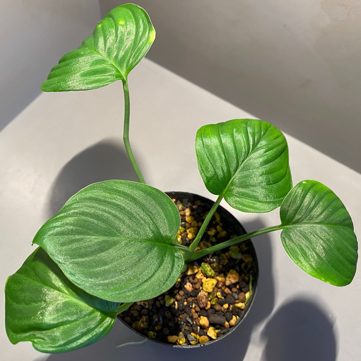 その他観葉植物 Homalomena sp SP Aceh collection Homalomena sp. 