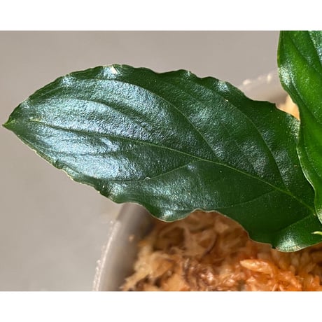 Homalomena sp. "Euclase" from Riau sumatera [LA0518-02]