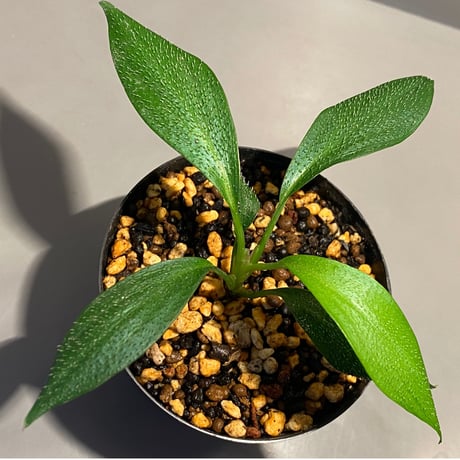 Homalomena hasei "狐尾" from Aceh sumatera [LA0616-04]