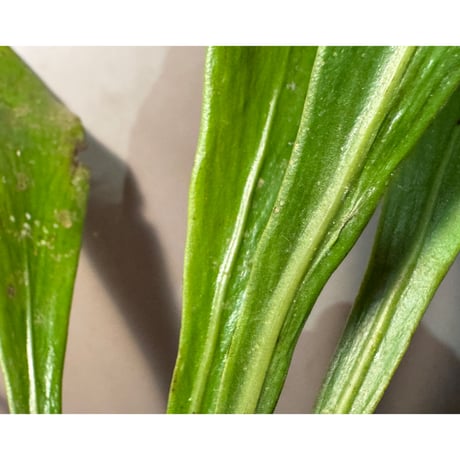 Antrophyum sp. from Aceh sumatera