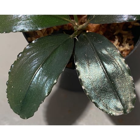 Bucepharandra sp. Shining-Black from Kota baru timur-2 [AZ0311-12]