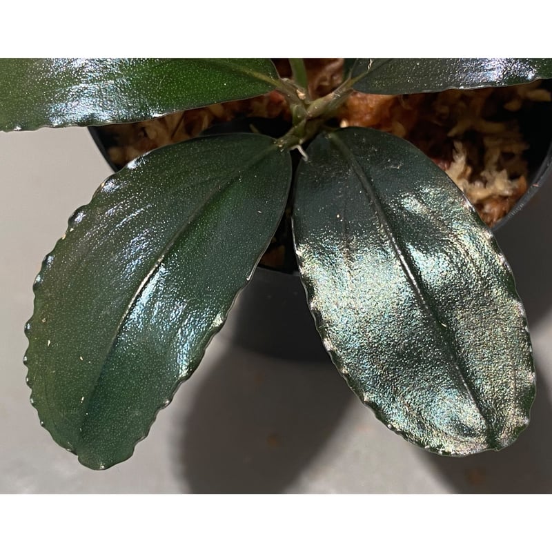 Bucepharandra sp. Shining-Black from Kota baru Bucepharandra sp. Shining-Black from Kota baru