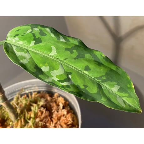 Aglaonema pictum Aceh Sumatra T-120119 X産地