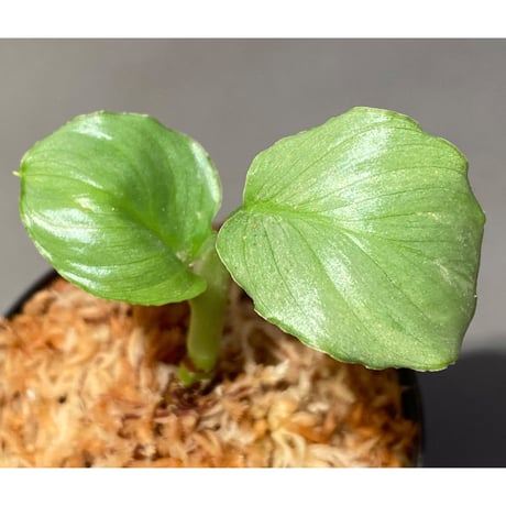 Homalomena sp. "Green" from Bogor