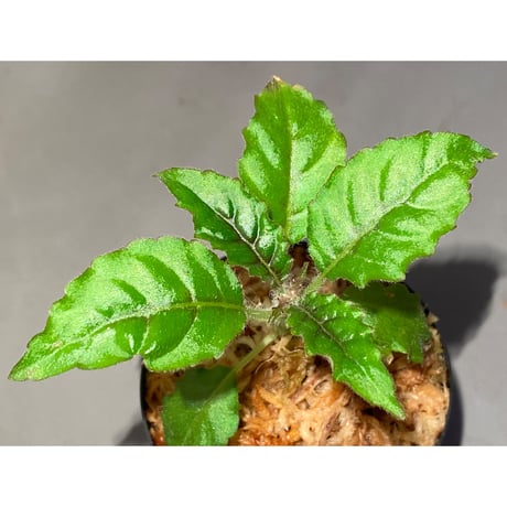 Nautilocalyx forgetii
