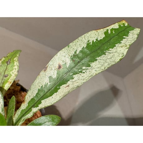 Colysis sp. from West Kalimantan
