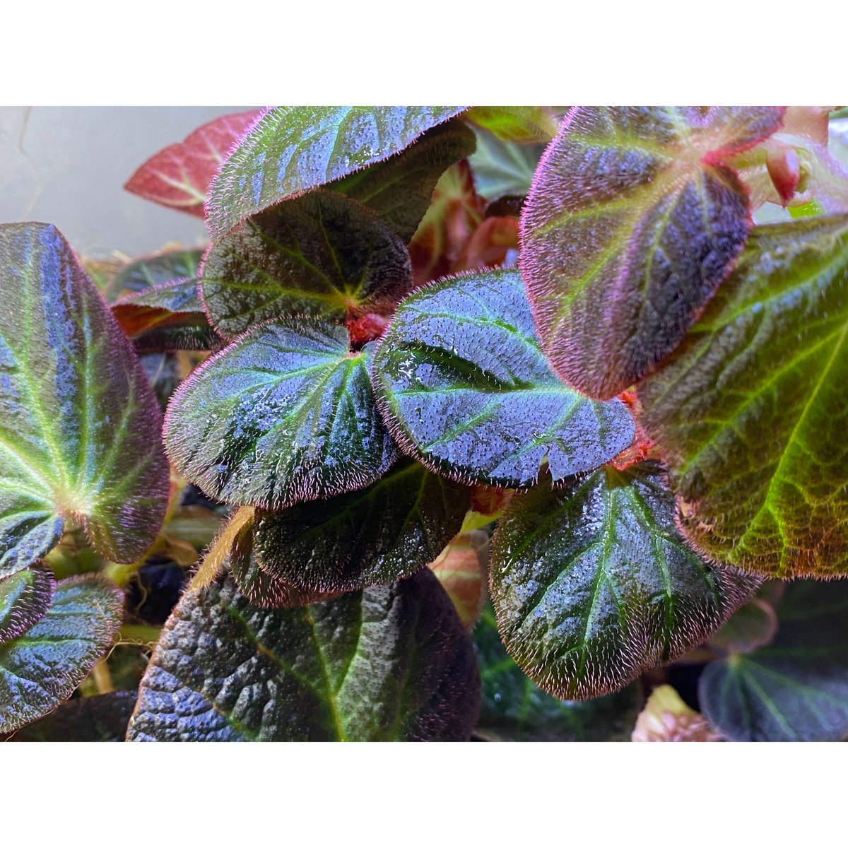 大株) Begonia sp. from Manaus | M・R・G・R