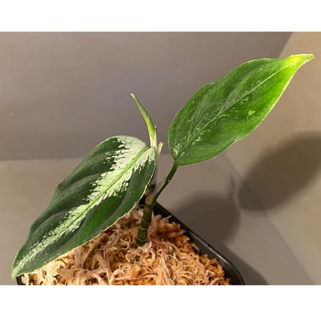 Aglaonema pictum “島風”13冬　from Sibolga timur ［AZ0813-4］