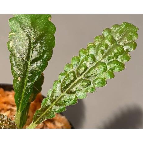 Nautilocalyx pemphidius