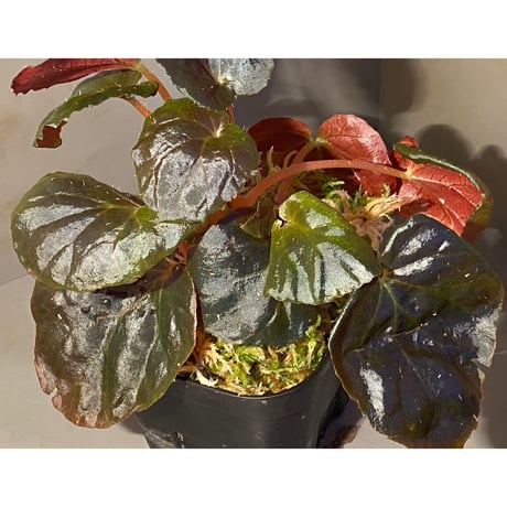 Begonia metachroa from Costa Rica
