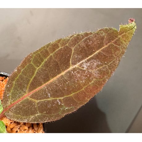 謎草 from Iquitos Peru [tanakay]