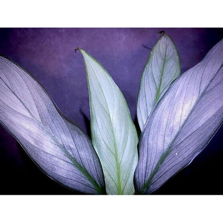 Homalomena sp. White leaf from "Pendang" Kal tengah [TB]