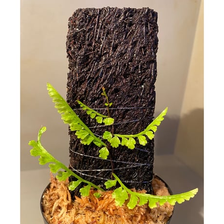 Teratophyllum aculeatum from Nanga pinoh [TB]