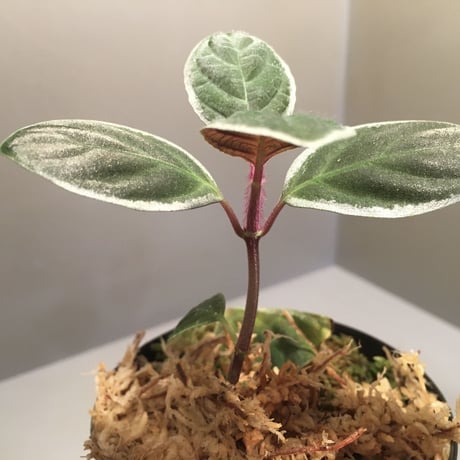 Cosmianthemum bullatum [LA0515-02]