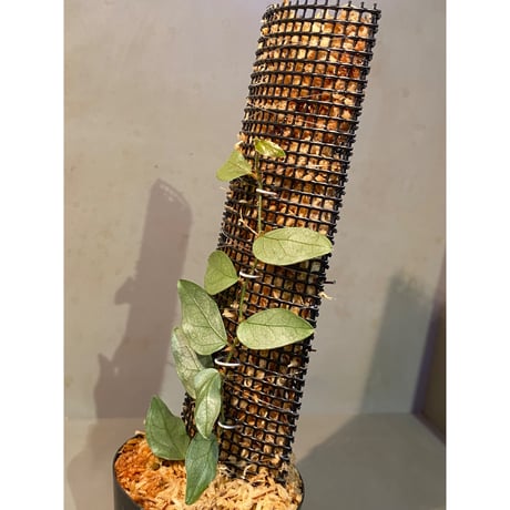 Ficus sp. "Muara wahau" white Kalimantan timur [TB]