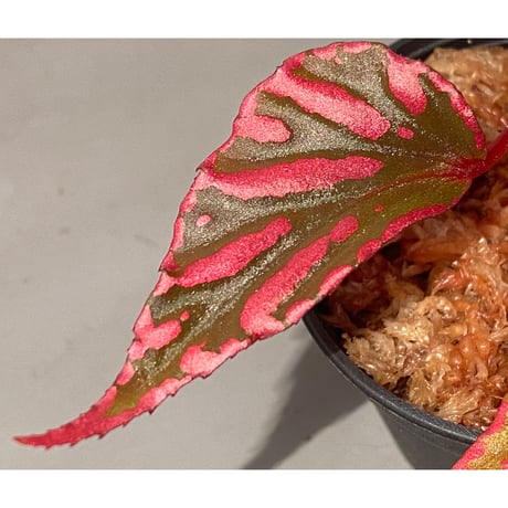 Begonia sp. ぼっち株 from Julau [R1214-01b]