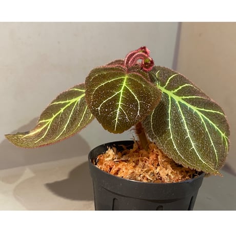 Pearcea hypocyrtiflora from Rio Napo Ecuador [tanakay] 白葉脈
